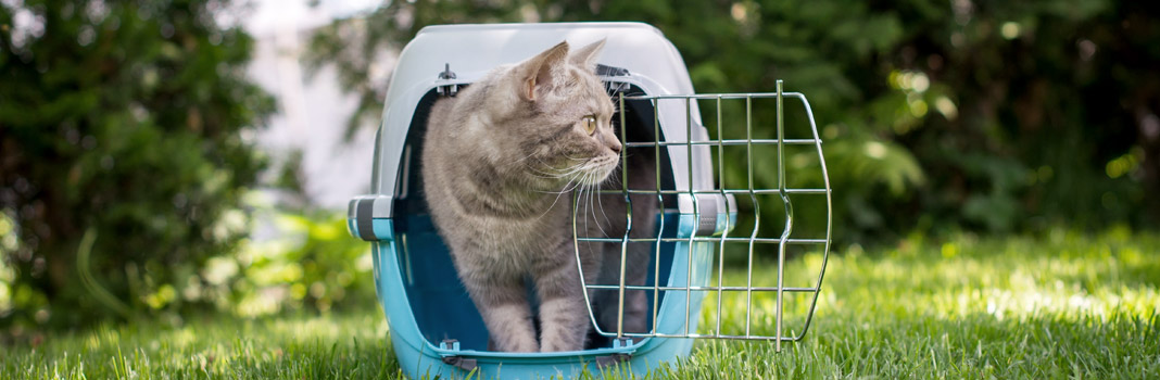 caisse transport pour chat