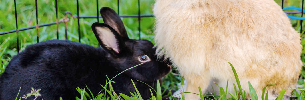 enclos lapin