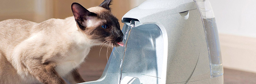 fontaine à eau pour les chats