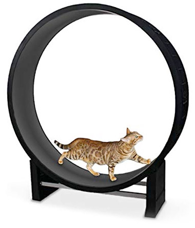 Accessoire pour chat : il va adorer faire la grande roue ! - Trucs