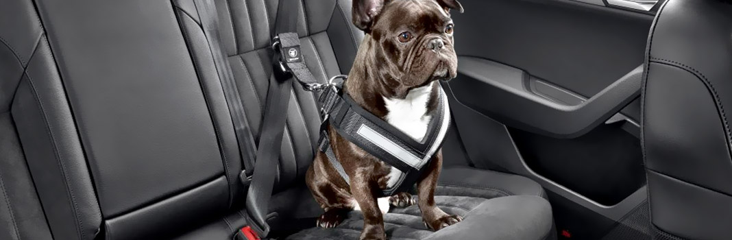 4097 - Ceinture de Sécurité Pour Voiture pour Chien ou Chat neuve