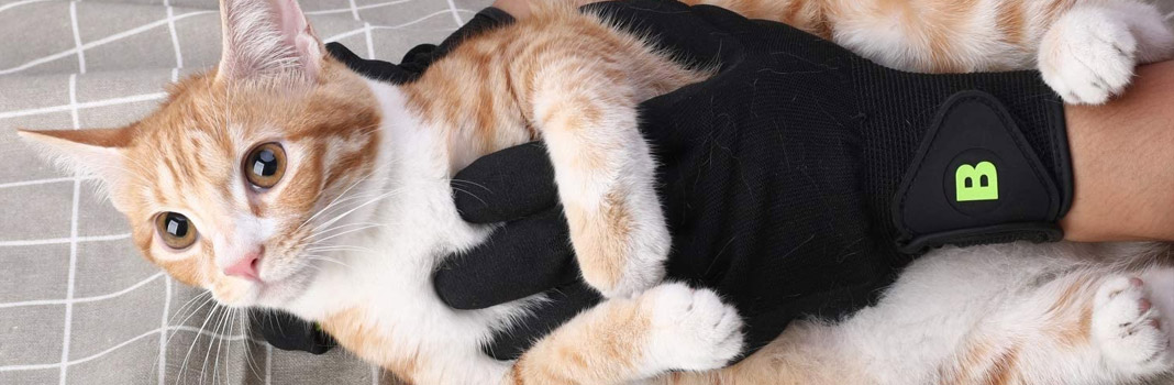 gant pour chat