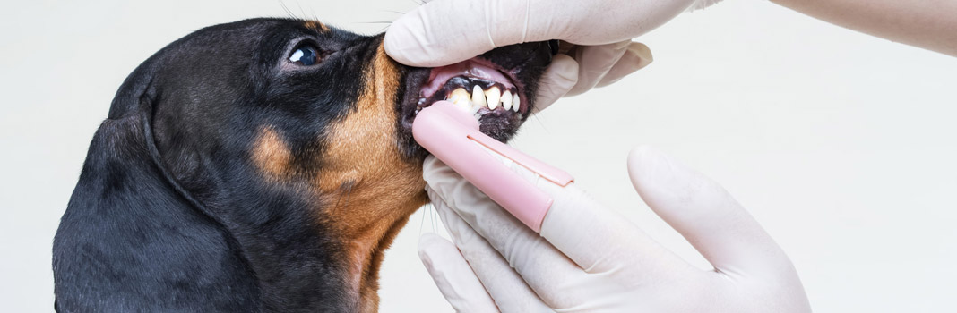 brossage dents chien