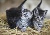 Donnez de bonnes croquettes à votre chaton pour le faire grandir en bonne santé