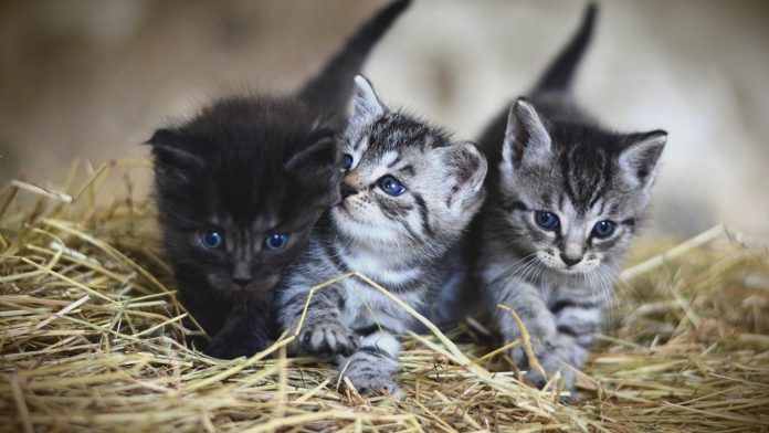 Donnez de bonnes croquettes à votre chaton pour le faire grandir en bonne santé