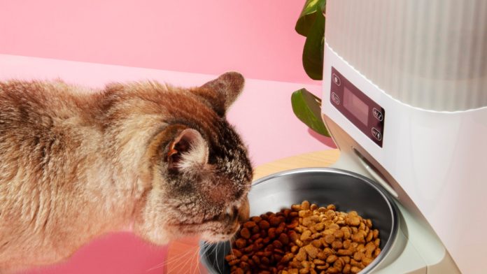 ALIMENTATION CHAT ALIMENTATION CHAT